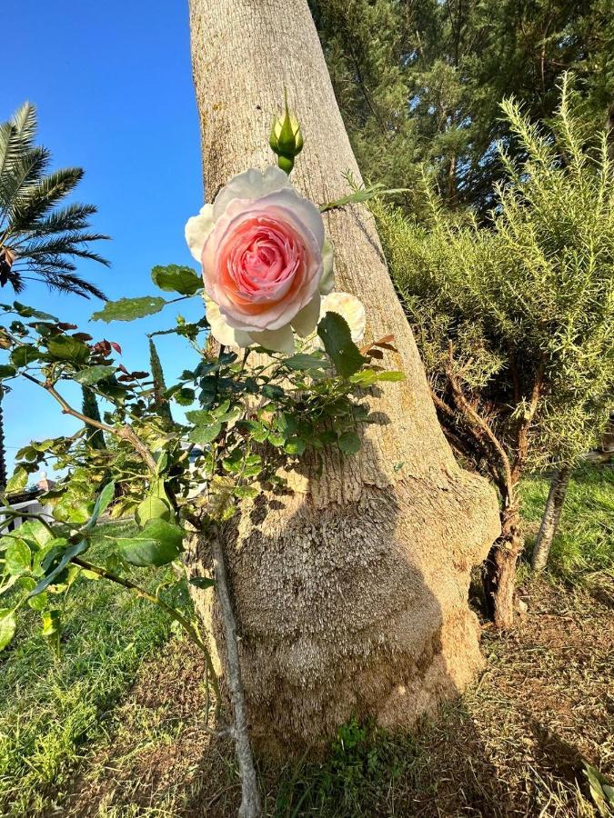 مبيت وإفطار Castelvetrano La Finestra Sul Limone المظهر الخارجي الصورة