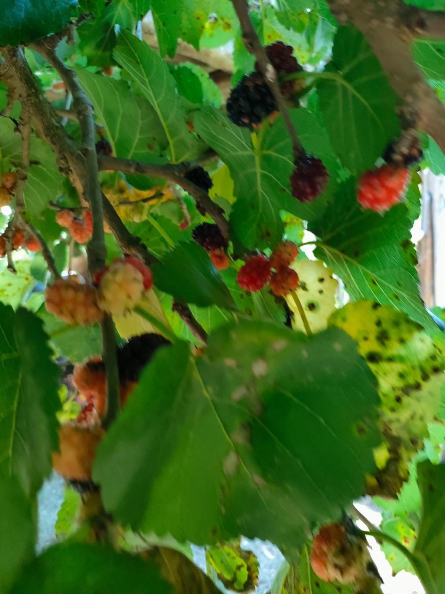 مبيت وإفطار Castelvetrano La Finestra Sul Limone المظهر الخارجي الصورة